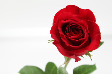 Gorgeous Red Rose