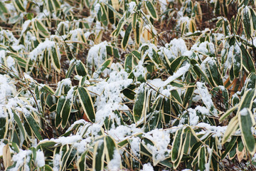 Snow bamboo leaf