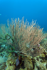 Fototapeta na wymiar Caribbean coral gardens