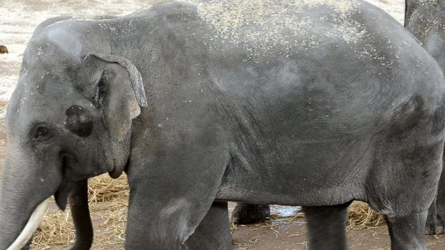 Elefant