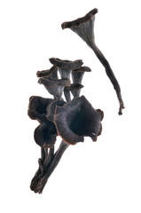 Trumpet of death, Craterellus cornucopioides, Spain - 30528120