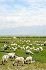 Obraz premium Goats in grassland