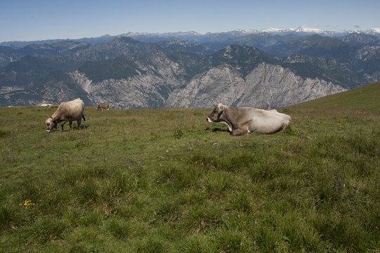 Italian mountains, Dolomiti ,cows grazing