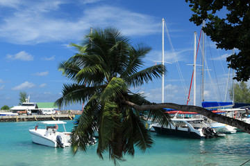 cocotier penché, port de la Digue aux Seychelles