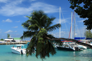 Fototapeta premium cocotier penché, port de la Digue aux Seychelles