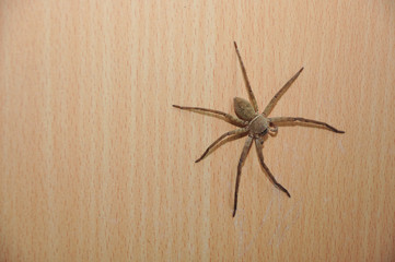 Home Spider