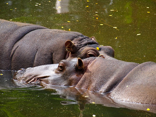 Two hippos resting in the water at the zoo in Oliwa, Poland.