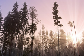 sun rising in misty wood