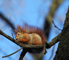 The squirrel sitting on a branch of a tree with a nut