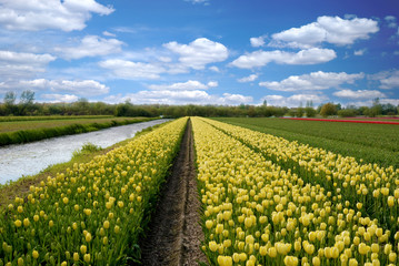 Tulips, Lisse Netherlands