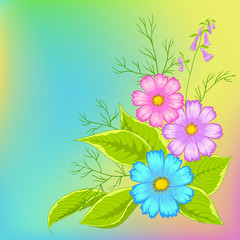 Flower background, cosmos