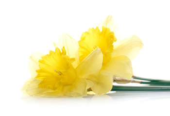 Yellow narcissus with waterdrops over white background