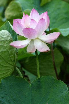 Fototapeta fleur de lotus rose