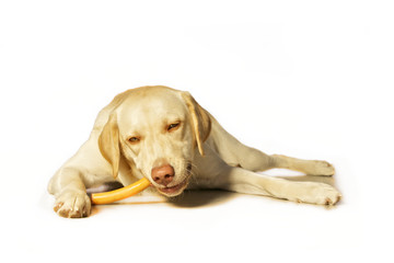 Fototapeta premium Hund frisst Wurst