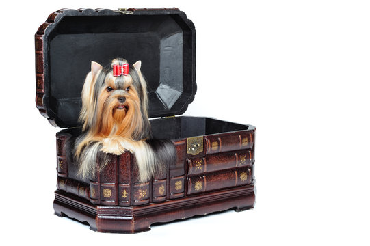 yorkshire terrier in a thrunk in front of a white background