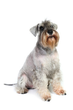 Schnauzer in front of a white background in studio