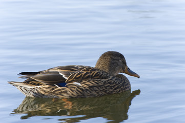Fototapeta premium Ente
