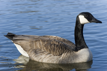 Fototapeta premium Ente