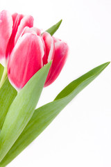 Pink tulips on while background