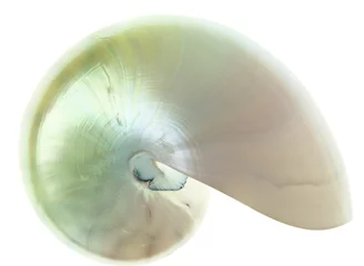 Selbstklebende Fototapeten Nautilus shell © Fyle