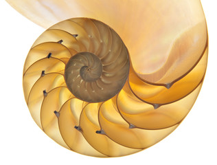 Nautilus shell