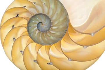 Türaufkleber Nautilus shell © Fyle