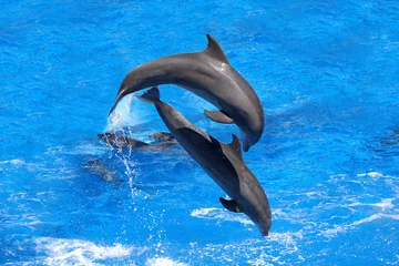 Tuinposter Dolfijnen springen © Kjersti