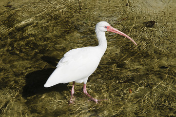 American White Ibis