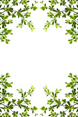 Obraz na płótnie Canvas green leaf isolated on white background