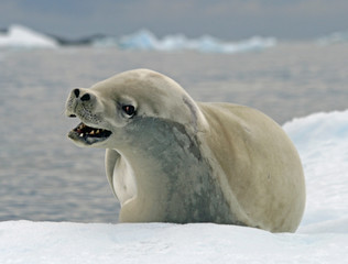Fototapeta premium Crabeater Seal 11