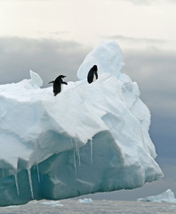 Penguins on iceberg