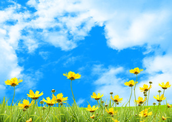 Fototapeta na wymiar Yellow meadow under blue sky with clouds