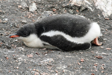 Fototapeta premium Gentoo penguin chick 6