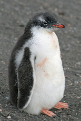 Gentoo penguin chick 9 © Ruth Hallam