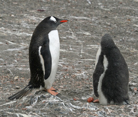 Gentoo penguin and chick 2