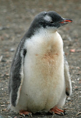 Gentoo penguin chick 11