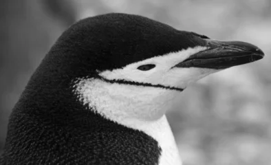 Papier Peint photo autocollant Pingouin Chinstrap penguin 45