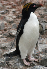 Macaroni penguin 4