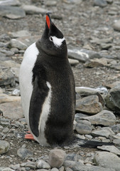Gentoo penguin 20