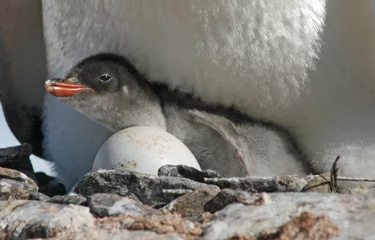 Fotobehang Gentoo penguin chick 32 © Ruth Hallam