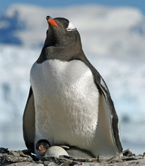 Gentoo penguin and chick 5