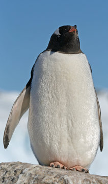 Gentoo penguin 33