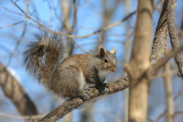 Naklejka na ściany i meble Eastern Grey Squirrel