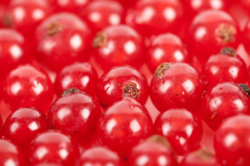 Red currant