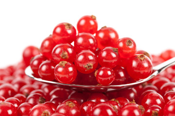 Red currant