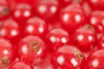 Red currant