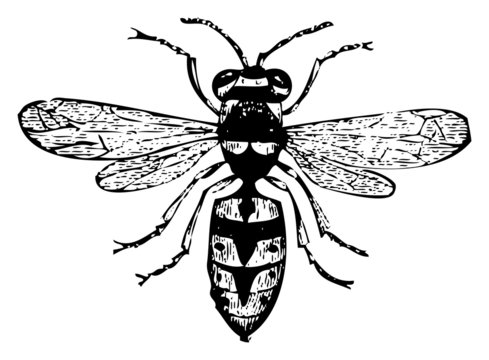 black and white wasp insect clip art preview