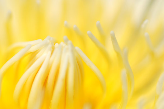 Fototapeta Closed to lotus pollen