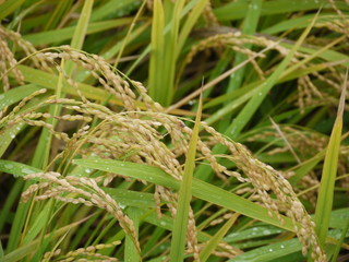 雨にぬれた稲穂