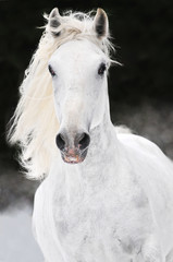 Obraz na płótnie Canvas biały koń biegnie galopem Lipizzaner zimą